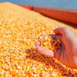 Farmer handful of harvested corn kernels